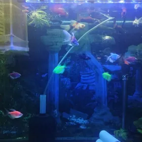 Срочно Аквариум с Рыбкоми