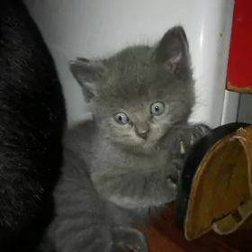 мальчик Шотландского вислоухог