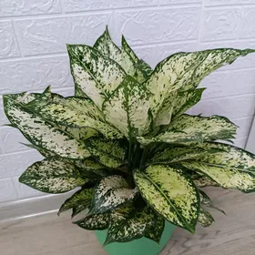 АГЛАОНЕМА ДАЙМОНД