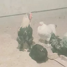 baron yas horaz towyklar