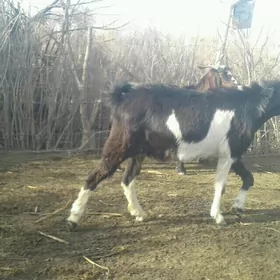 Пакистан гечи