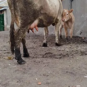 Şiwit Gölely sygyr