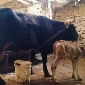 Gibrit Gölely sygyr