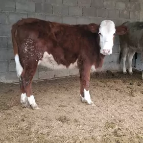 Gibirit simenta tüwe