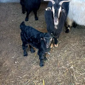 Erkeçler.Owlakly geçi