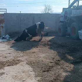 arassa gashdeyn okuz howure