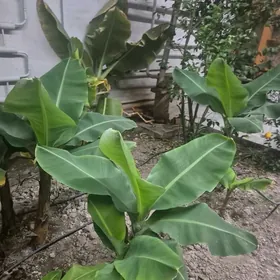 сельское хозяйство