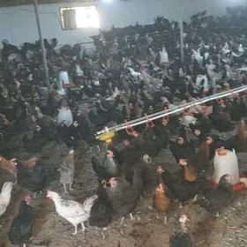 продаётся домашние куры towuk