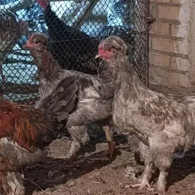 Towuklar we horazlar