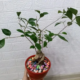 БОНСАЙ  ФИКУС МИКРОКАРПА