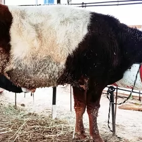 Мейдан окуз