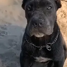 Кане Корсо  клубные щенки