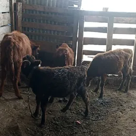 öküzçe tüwe öküz göle