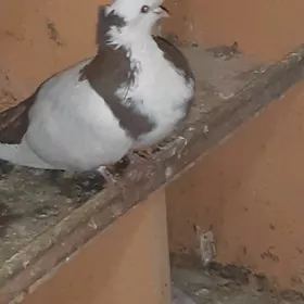 kepderl голуби