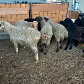 Kisar.Garaköl.Işşekler