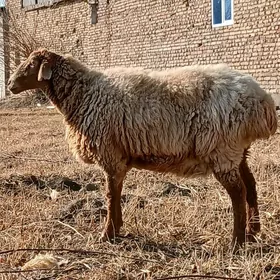 bogaz goyun  ak kockar