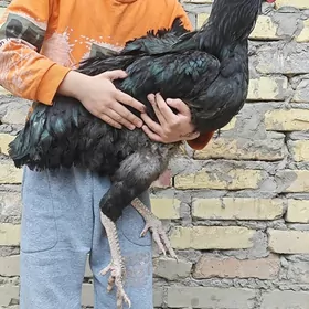 джерсийский