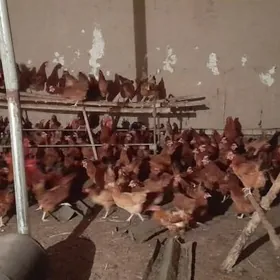 towk horaz хораз товк