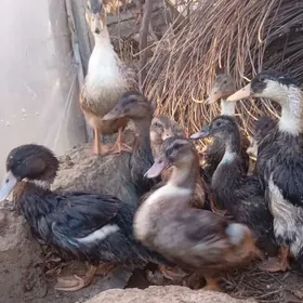 Ördek indutga induk gus jüje