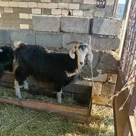 Geçi boğaz ekiz guzlayan tohum