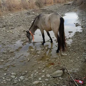 Сатлык атлар байтал
