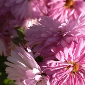 Öýe kömekçi Aýal Gerek.