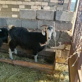 Geçi boğaz ekiz guzlayan tohum