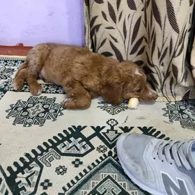 awçy ohotnici gujik