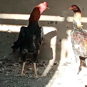 Ташкент хораз