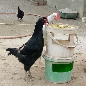 jersi gigant yumurtga