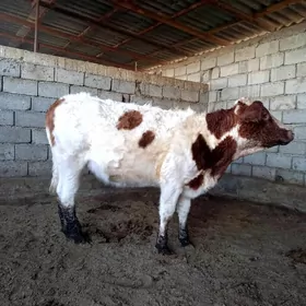 GYZYL ALA ALŞIR TÜWE