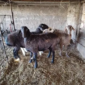 Гойун ишшеклер гапыда середиле