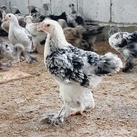 BRAMA WE BALGAR JUYJELER.