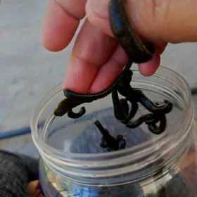 Sülük Пиявка