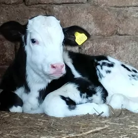 Öküz Göle Öküzçe