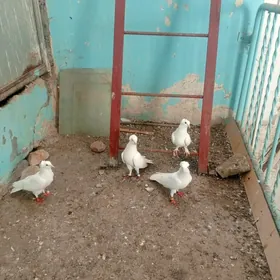 kepderi ak cubatylar