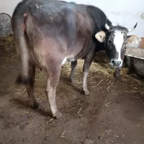 ARGİNAL GOLELİ SYGYR