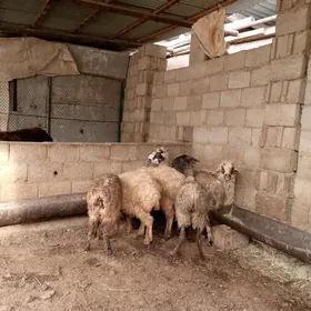 Tokly we gysyr goýun