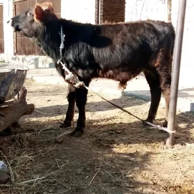 Tohum Öküz 8 aýlyk