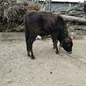 OKÜZ ŞWES TOHIM YERLI MAL