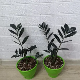 ЗАМИОКУЛЬКАС