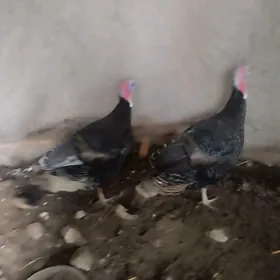 Ундовук хораз