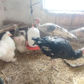 Индюклар ве Товуклар