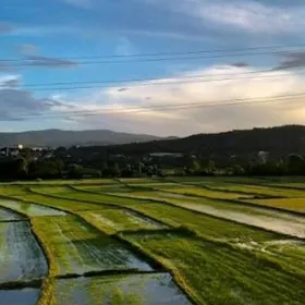 100ga pagta şaly ... ýaly