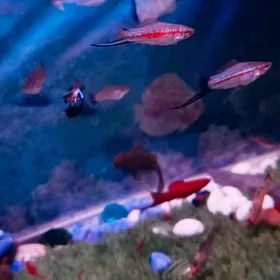 гуппи меченосцы