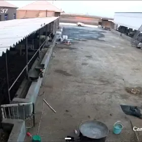 sagymcy we copan gerek