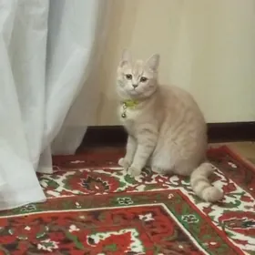 кошка породистая