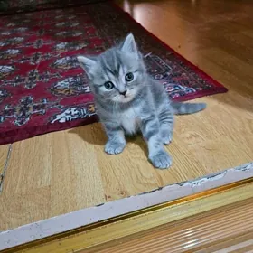 шотландский котёнок