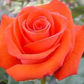 Роза roza gul nahaly