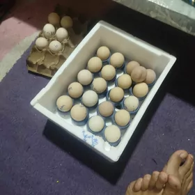 ЮМУРТГАСЫ о ШАМО